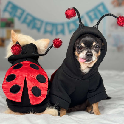 Chihuahuas Maya and Cedric dressed in matching ladybug costumes for small dogs, perfect for Halloween.