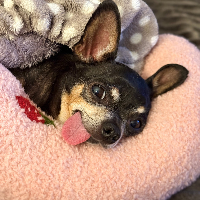 Small dog peeking out from a polka dot blanket on a pink cushion