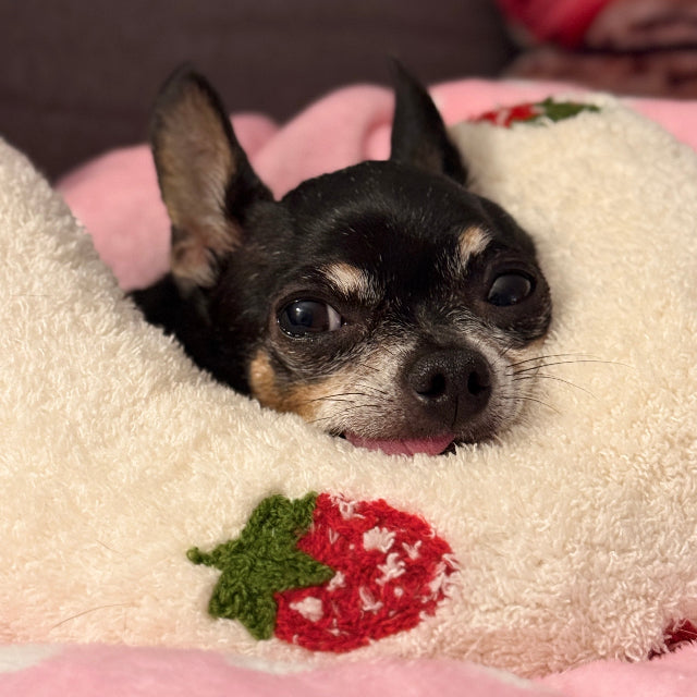 Small dog peeking out from a plush neck pillow with a strawberry design