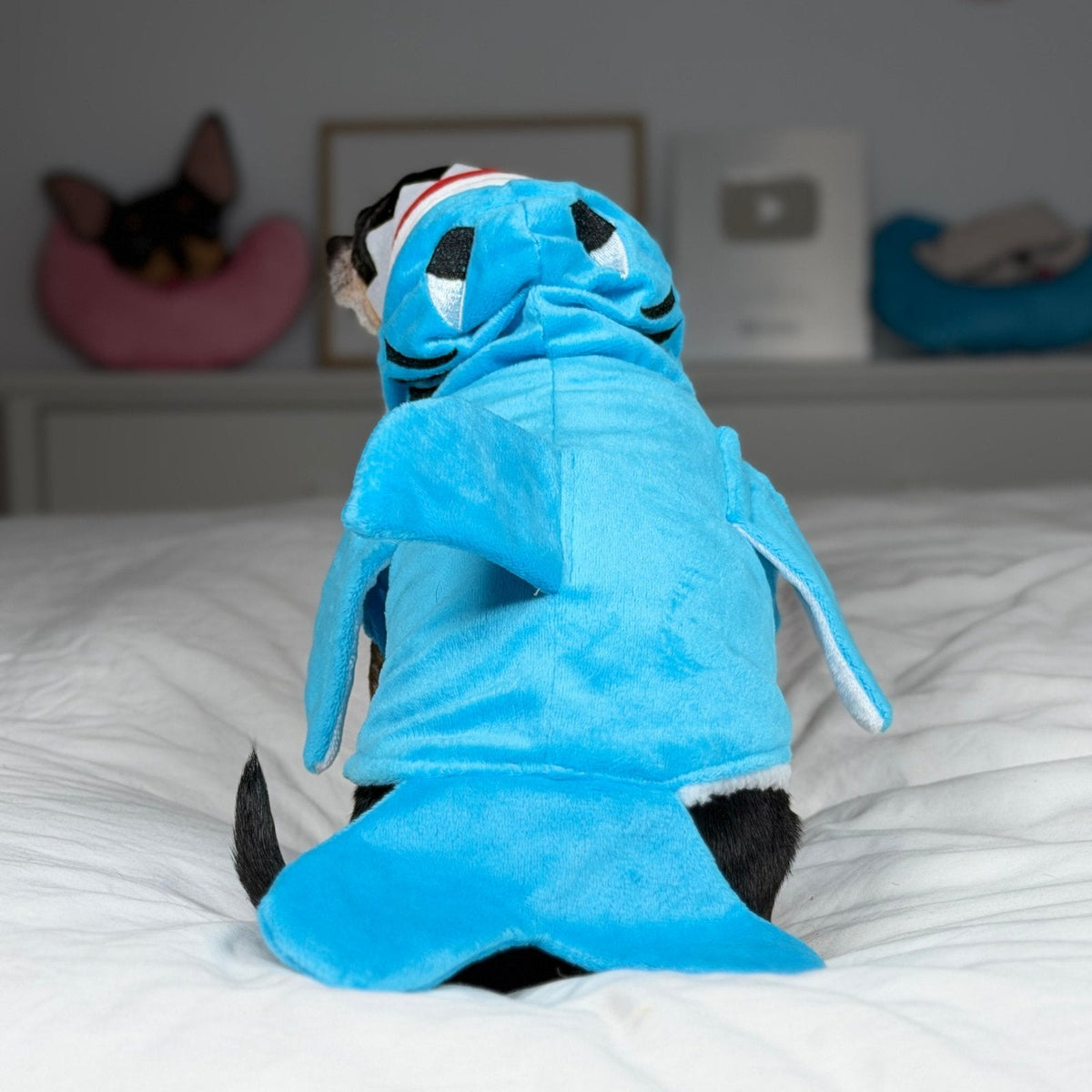 Back view of Maya in the blue shark costume, showing the dorsal fin and tail