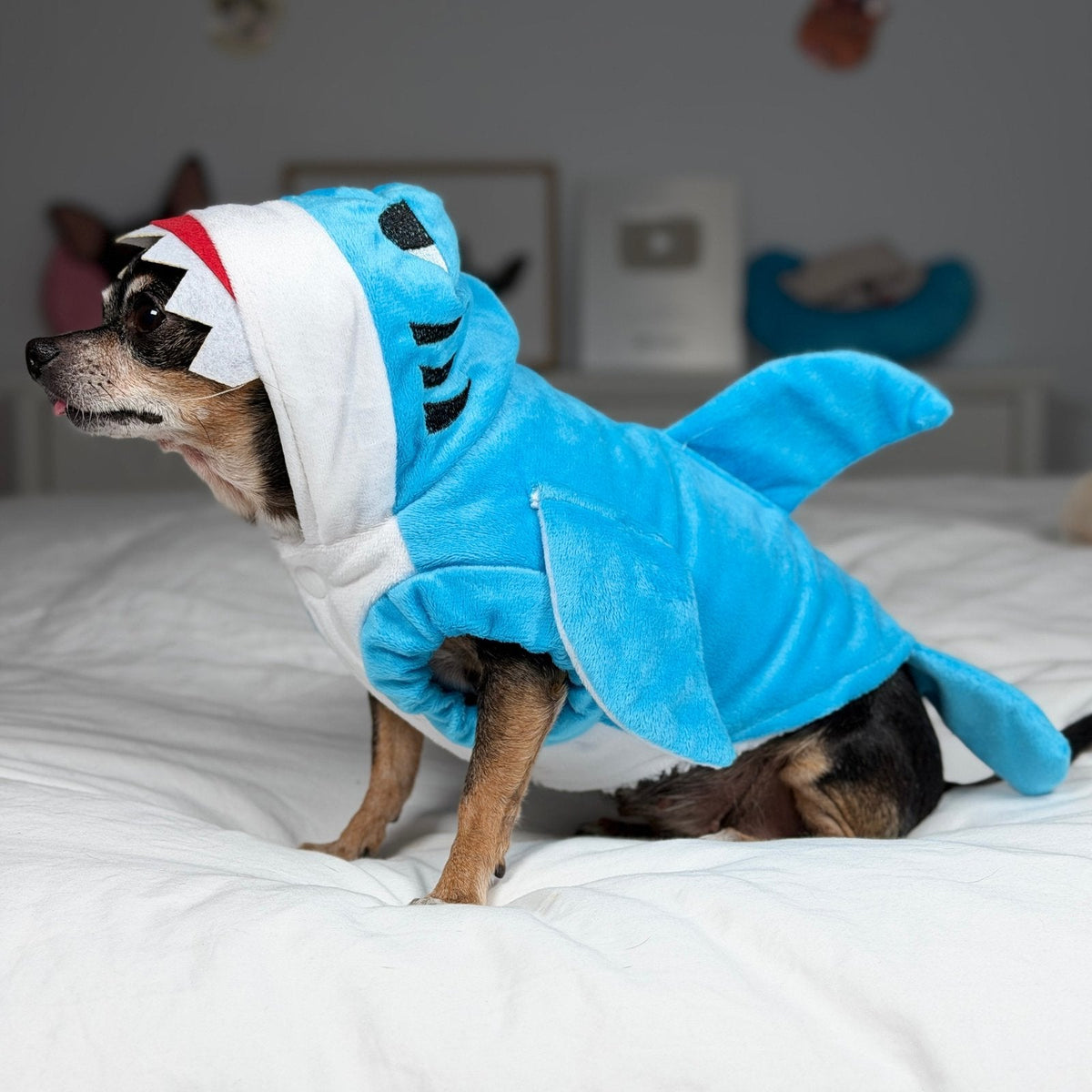 Side view of Maya in the blue shark costume with a tooth-edged hood, side fin and tail