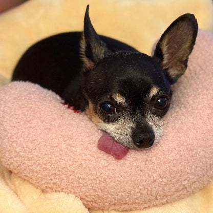 Small black and tan dog lying on a pink cushion