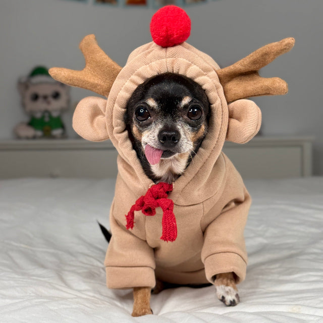 Dog wearing a reindeer costume on a bed with a neutral background
