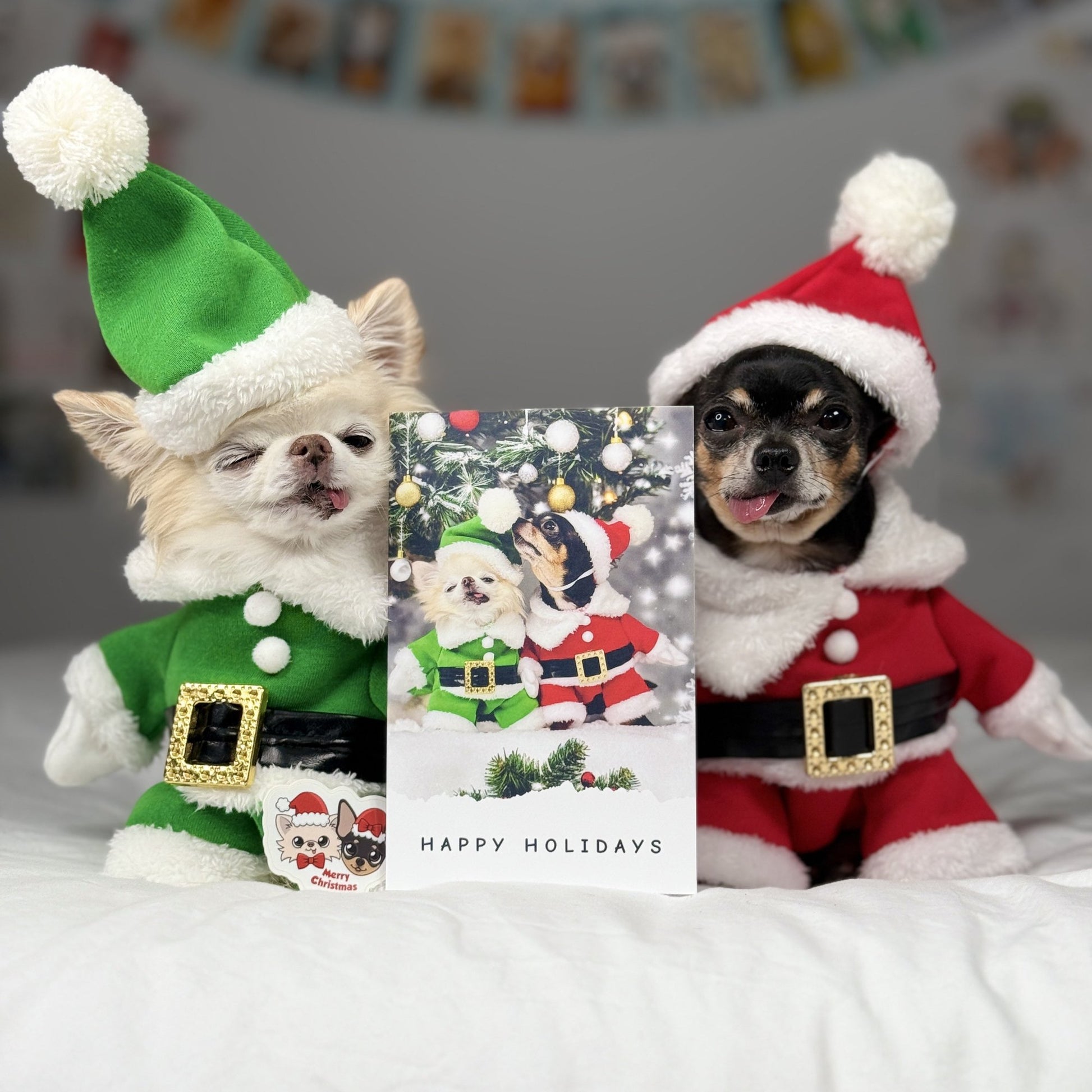 Cover of Pawdographed Christmas Card featuring Cedric and Maya dressed in festive outfits.