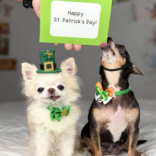 Chihuahua Cedric and Maya wishing a Happy St. Patrick's Day