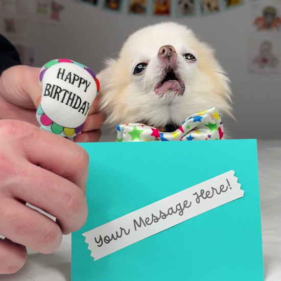 Personalized video by Tiny Chihuahua Cedric