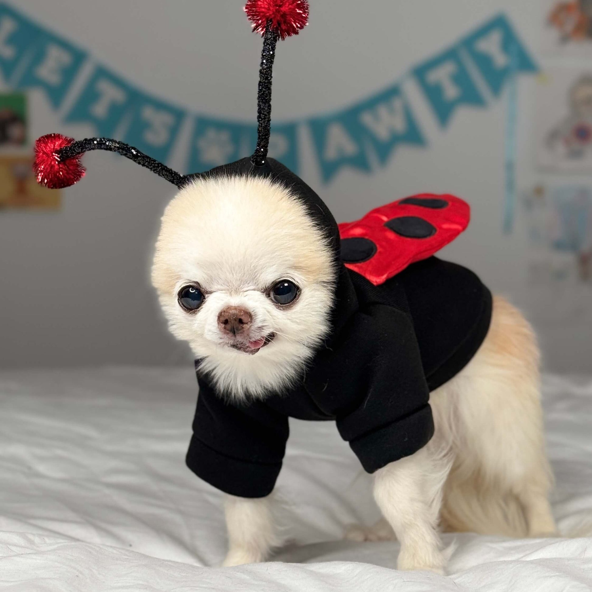 Chihuahua Cedric wearing a small dog ladybug costume with black hoody and red wings.