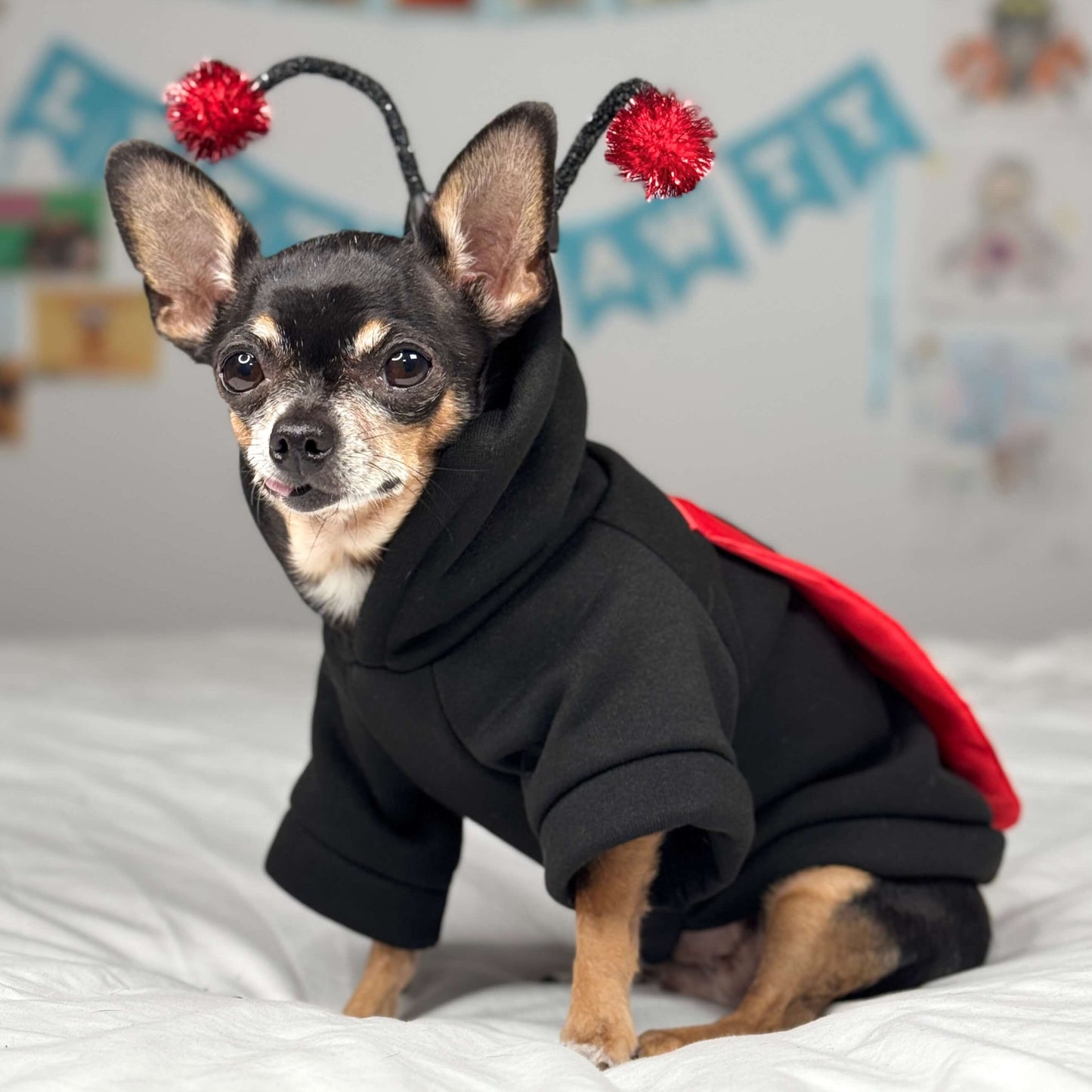 Side view of Chihuahua Maya wearing a small dog black hoody ladybug costume.