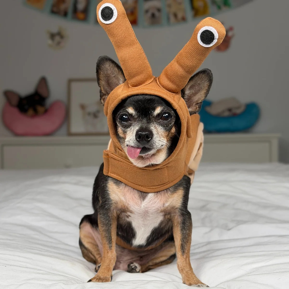 Un chihuahua noir et feu fait face à la caméra en portant un costume d’escargot brun pour l’Halloween; deux yeux dessinés sur de longues tiges sont fixés au capuchon.