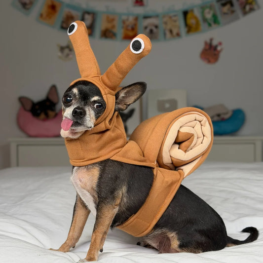 Small black and tan Chihuahua modeling a brown snail dog costume with tall eye stalks and a large curled shell, photographed from the side.