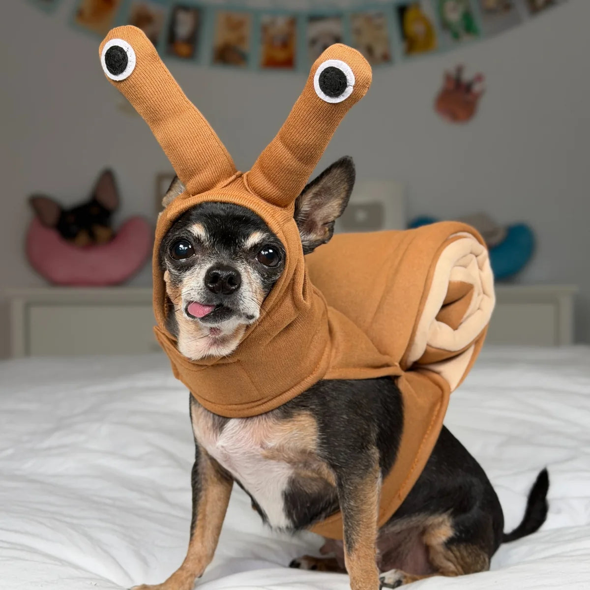 Vue trois quarts d’un chihuahua en costume d’escargot amusant, montrant les hautes tiges à yeux et la coquille en spirale brune et crème sur son dos.