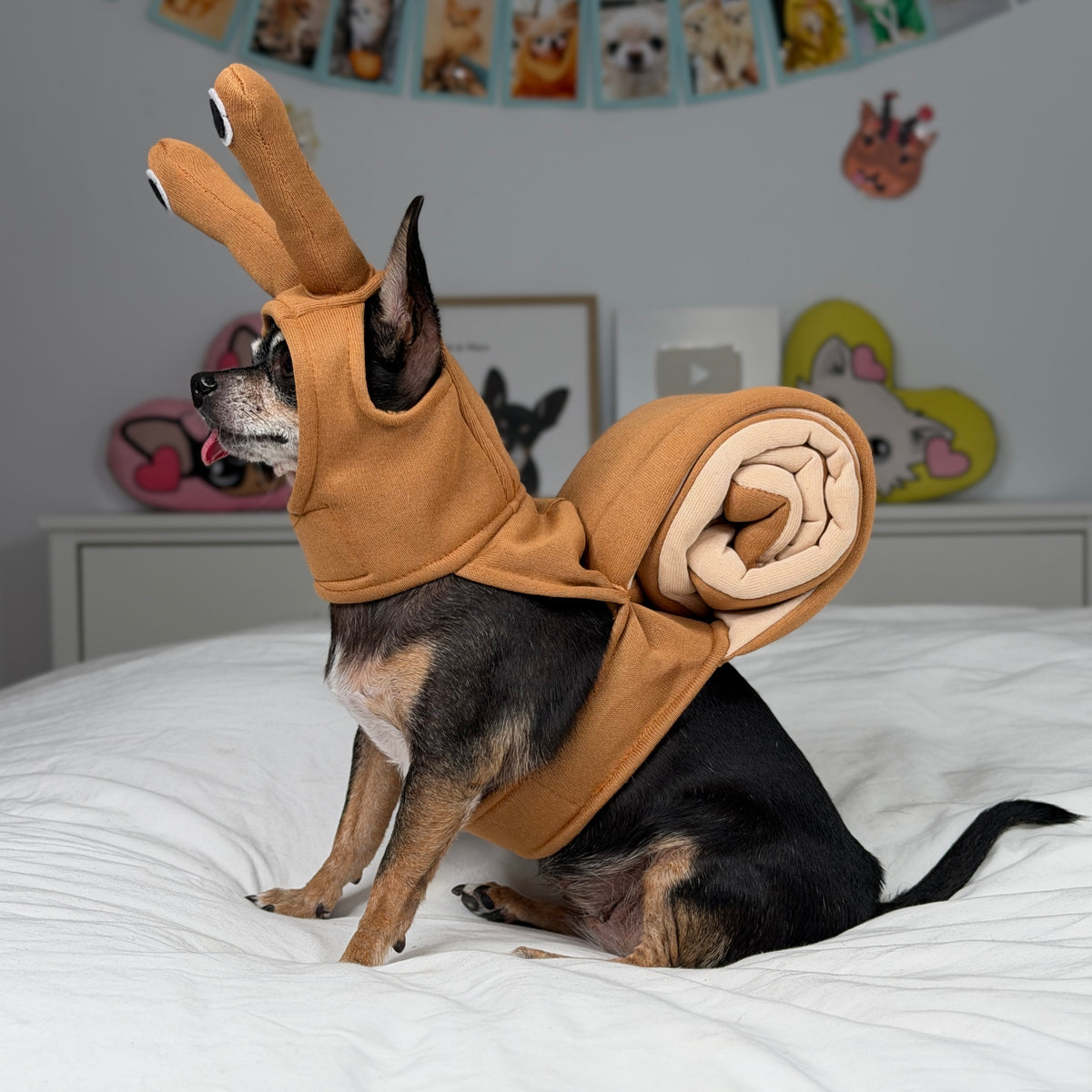 Vue de dos d’un petit chien portant le costume d’escargot brun, avec sa coquille en spirale.