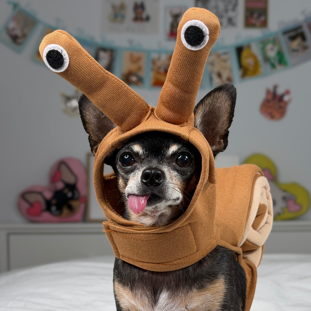 Vue rapprochée de face d’un petit chien portant le costume d’escargot brun aux yeux montés sur de longues tiges.