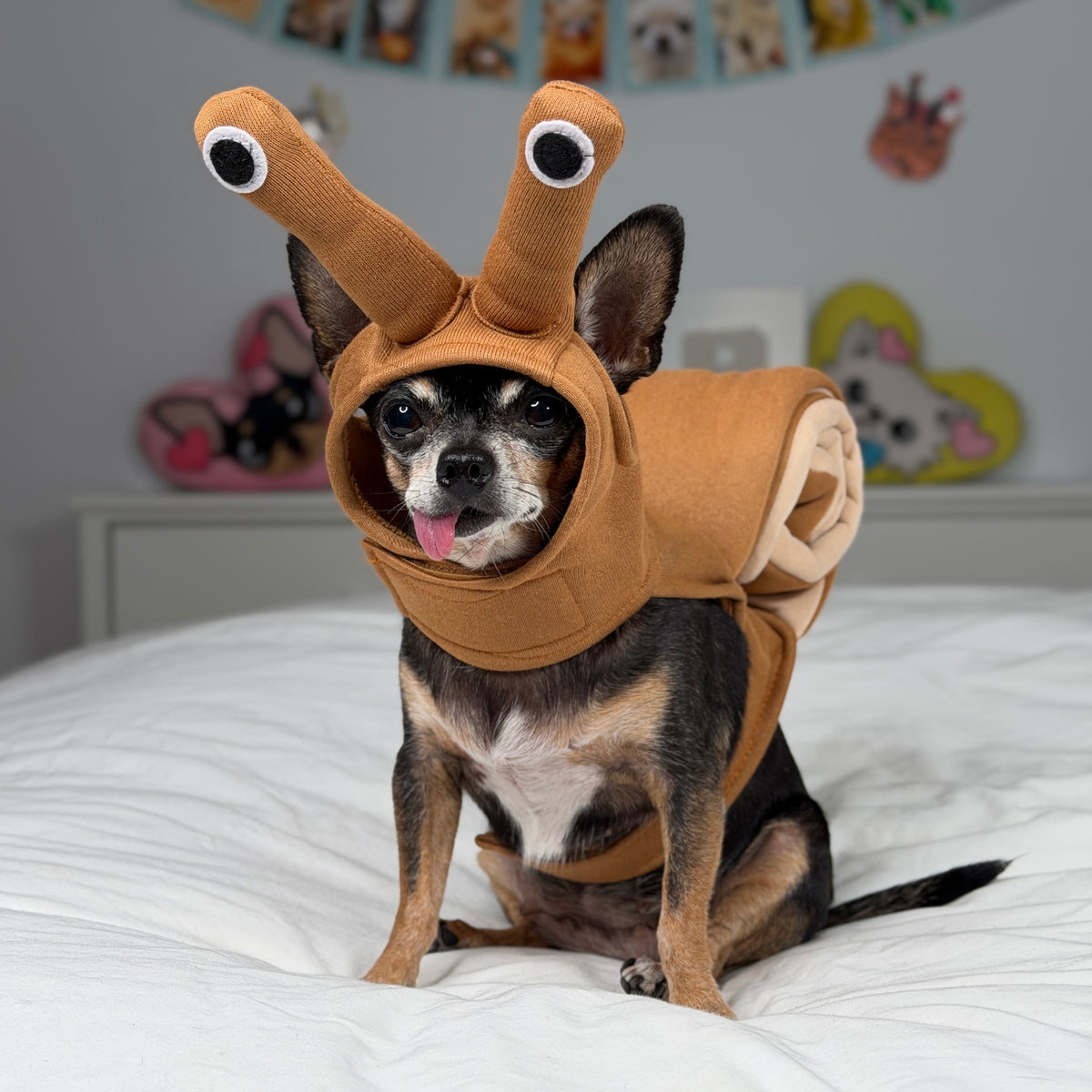 Vue de face d’un petit chien portant le costume d’escargot brun et son capuchon aux deux longues tiges terminées par des yeux.