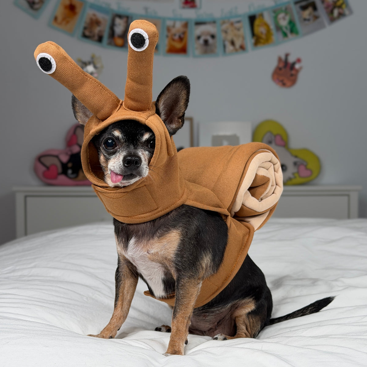 Petit chien portant le costume complet d’escargot brun, avec capuchon à tiges à yeux et coquille en spirale.