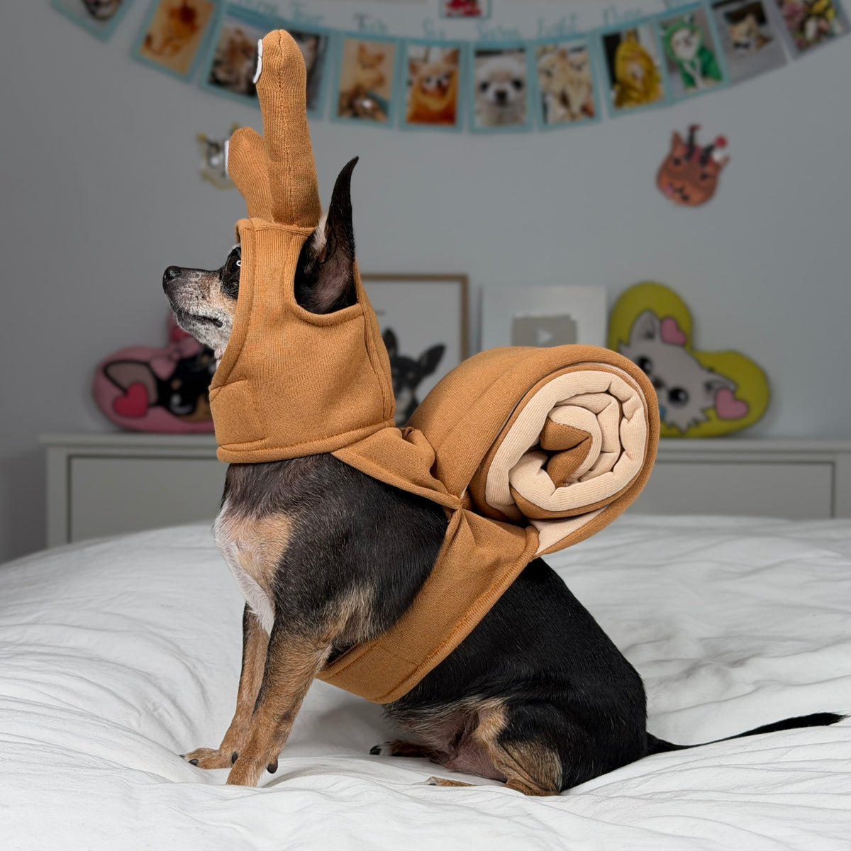 Vue de côté d’un petit chien dans un costume d’escargot brun, avec une grande coquille en spirale et un capuchon muni de tiges à yeux.