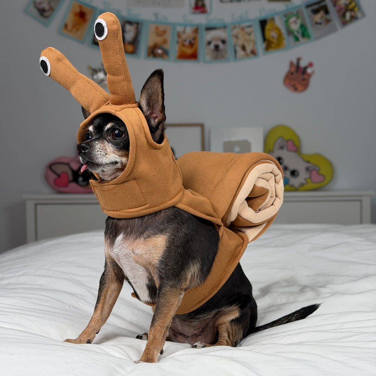 Vue trois quarts d’un petit chien portant le costume d’escargot brun, avec ses tiges à yeux et sa coquille en spirale.