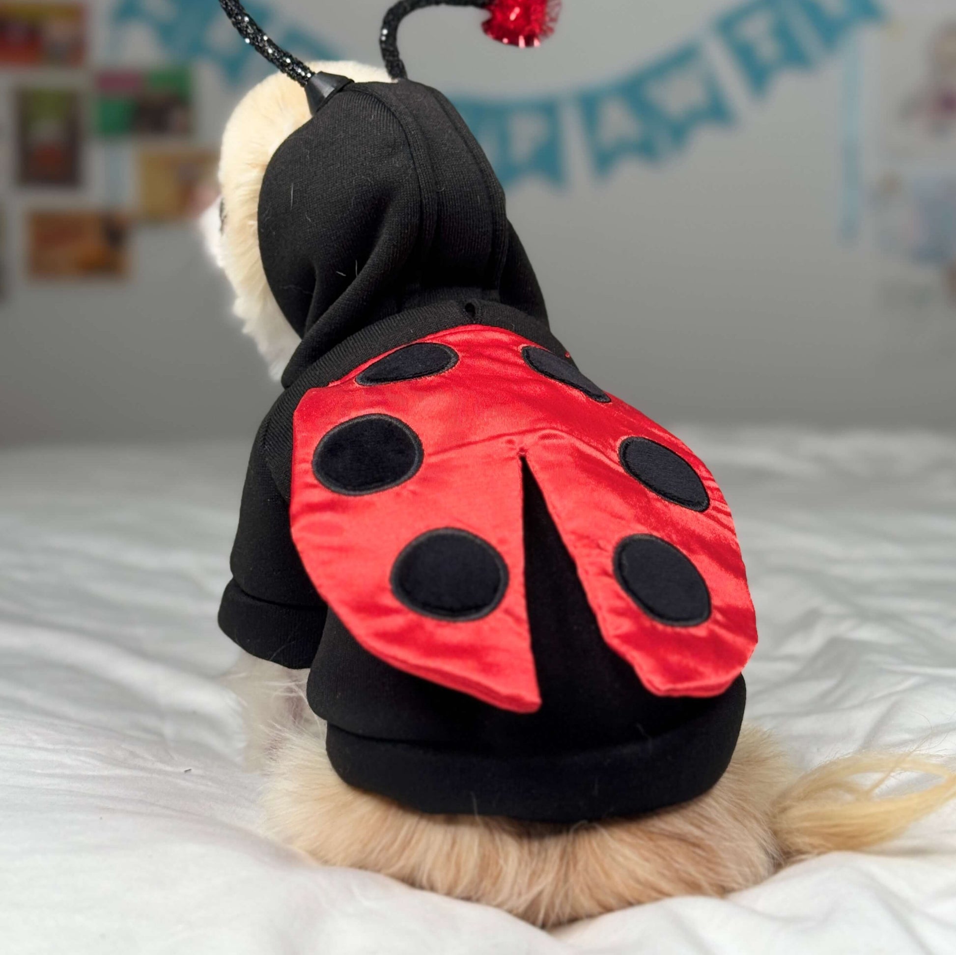 Chihuahua Cedric dressed in a tiny dog ladybug Halloween costume with antennas and crinkle wings.