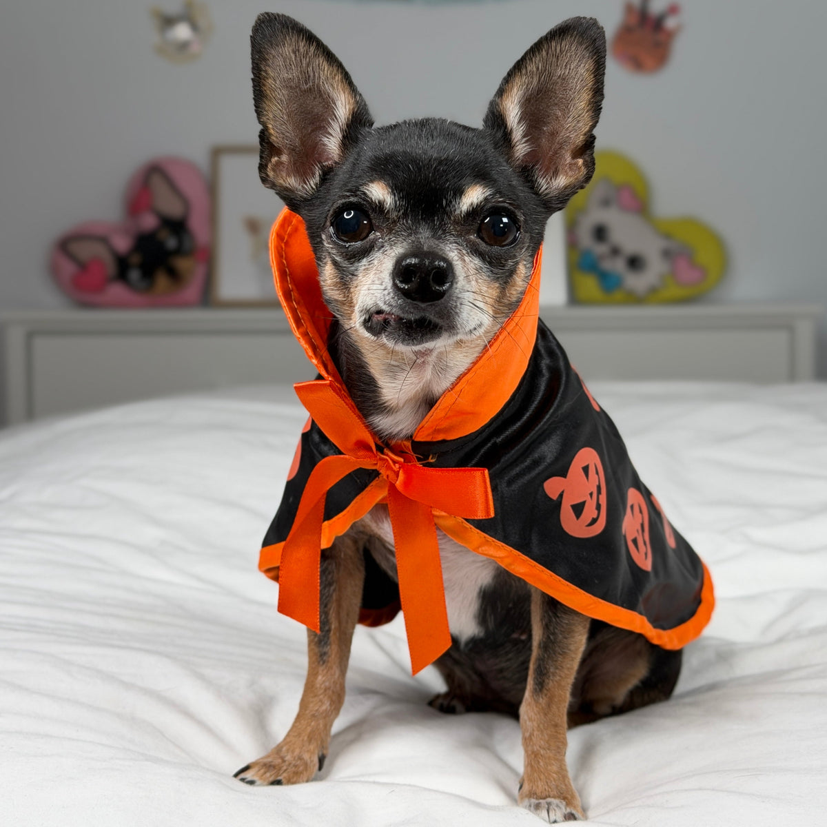 Petit chien portant une cape de sorcière noire ornée d’un imprimé et d’une bordure à citrouilles orange.