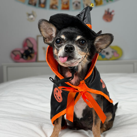 Small dog wearing the complete black and orange pumpkin witch costume with pointed hat.