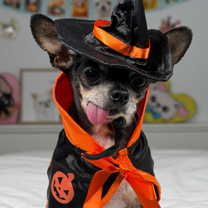 Vue rapprochée d’un petit chien portant un chapeau de sorcière pointu et une cape de citrouille bordée d’orange.