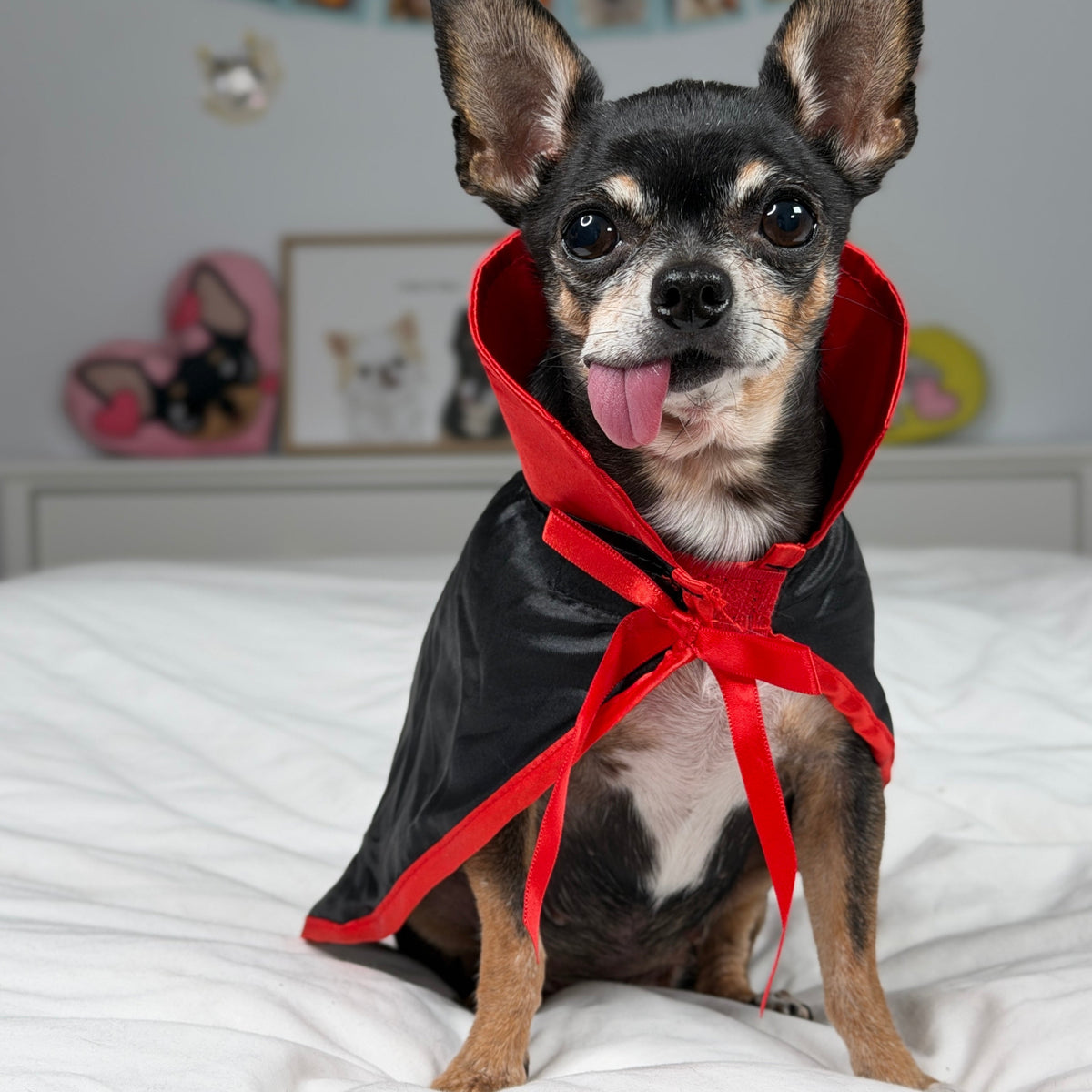 Petit chien portant le col rouge et la cape noire, sans chapeau.