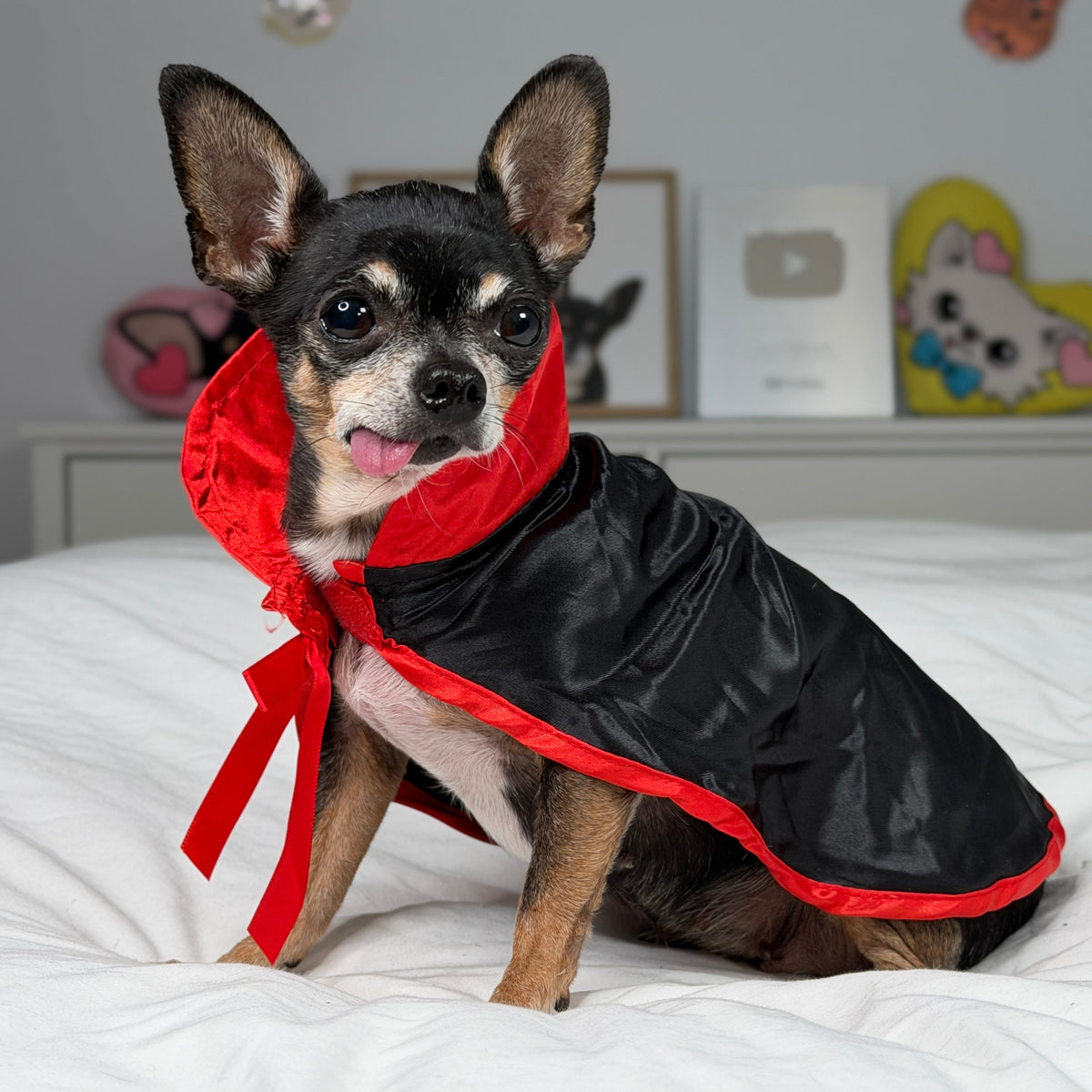 Petit chien vu de côté, portant une cape noire à bordure rouge.