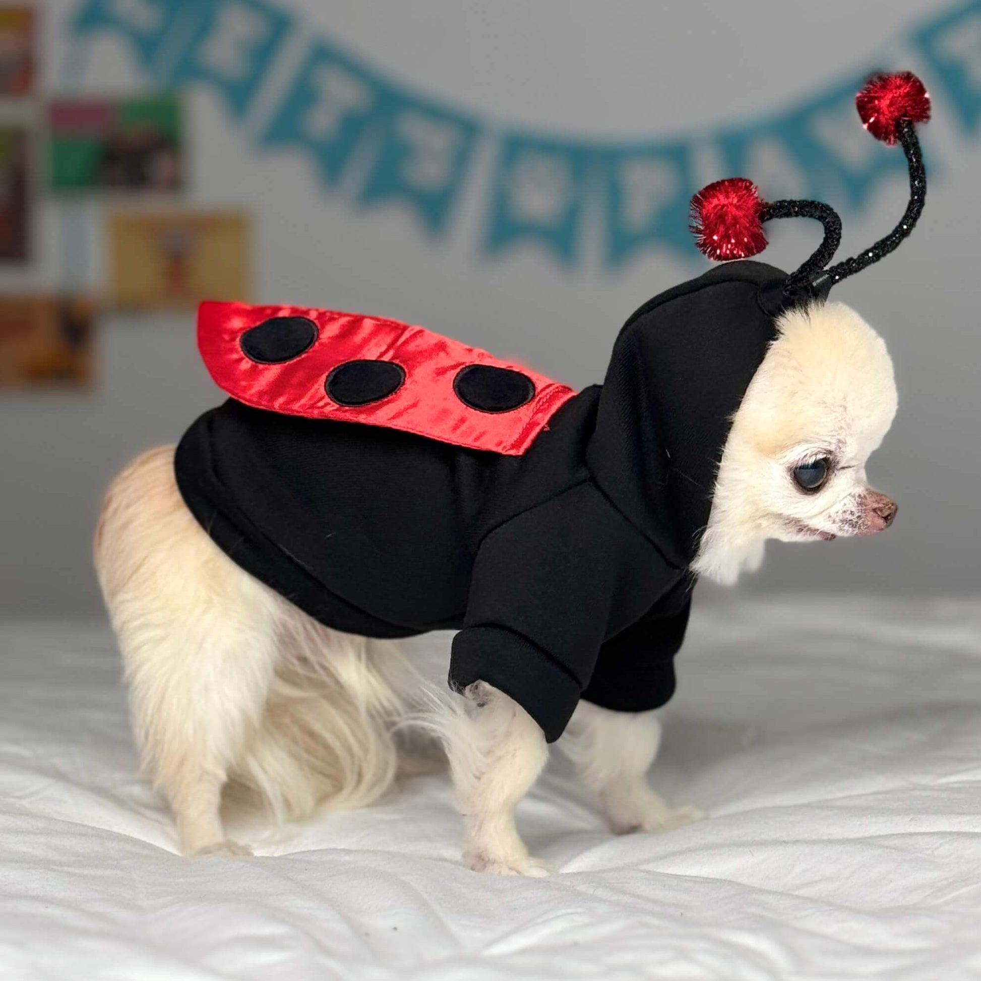 Side view of white Chihuahua Cedric in a ladybug costume for small dogs, showcasing the red wings.