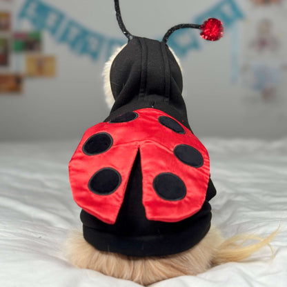 Back view of Timy Chihuahua Cedric’s ladybug costumes with black spots and red wings.